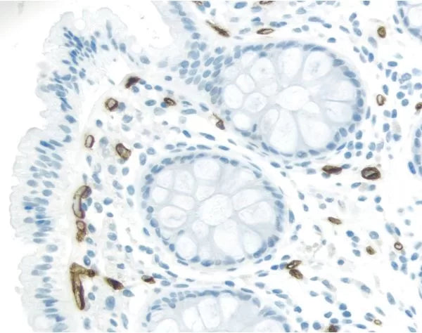 Image of VECTMP760215 - ImmPRESS Excel Staining Kit, Anti-Mouse IgG, Peroxidase