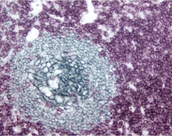 Image of VECTPK6200 - VECTASTAIN Elite ABC-Peroxidase Kit, Universal