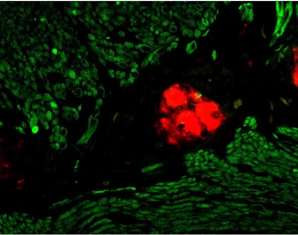 Image of VECTMKB2225 - M.O.M. Anti-Mouse Ig Reagent, Biotinylated