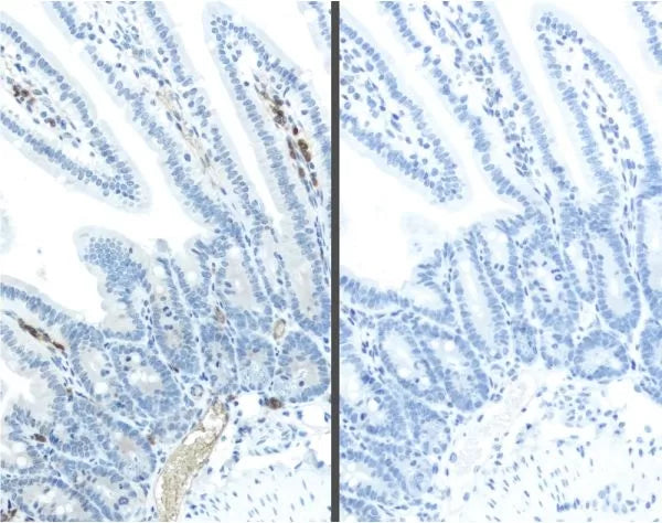 Vector M.O.M. ImmPRESS Kit, Peroxidase