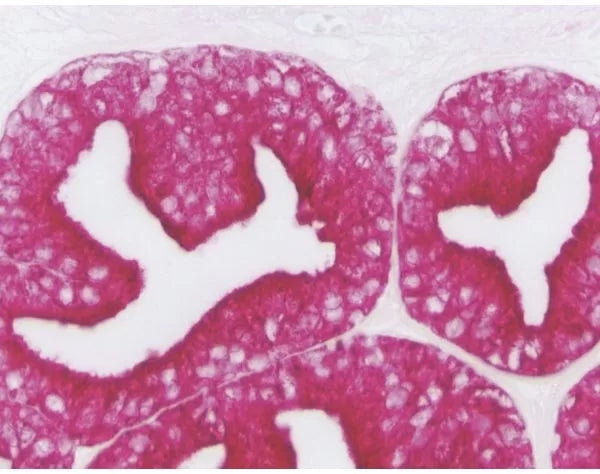 Image of VECTMP540515 - ImmPRESS-AP Anti-Goat IgG Polymer Detection Kit, made in horse, Alkaline Phosphatase