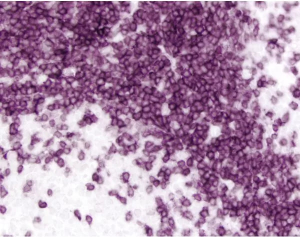 Image of VECTMP740450 - ImmPRESS Anti-Rat IgG Reagent, made in goat, Peroxidase