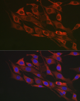 ***Rabbit Polyclonal Antibody to FLOT1, 50 µL