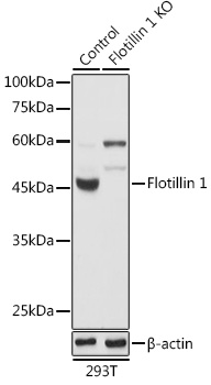 ***Rabbit Polyclonal Antibody to FLOT1, 50 µL