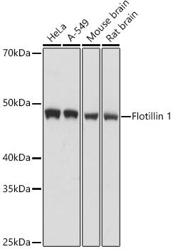 ***Rabbit Polyclonal Antibody to FLOT1, 50 µL