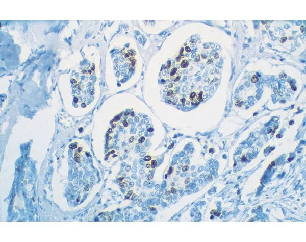 Image of VECTPK7800 - VECTASTAIN Universal Quick Kit, R.T.U.