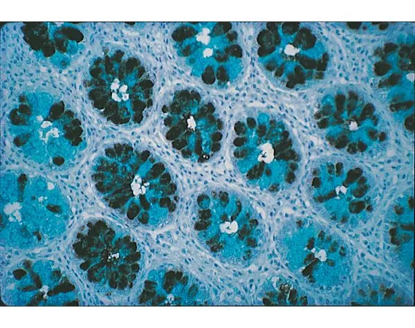 Dolichos biflorus agglutinin (DBA), Biotinylated
