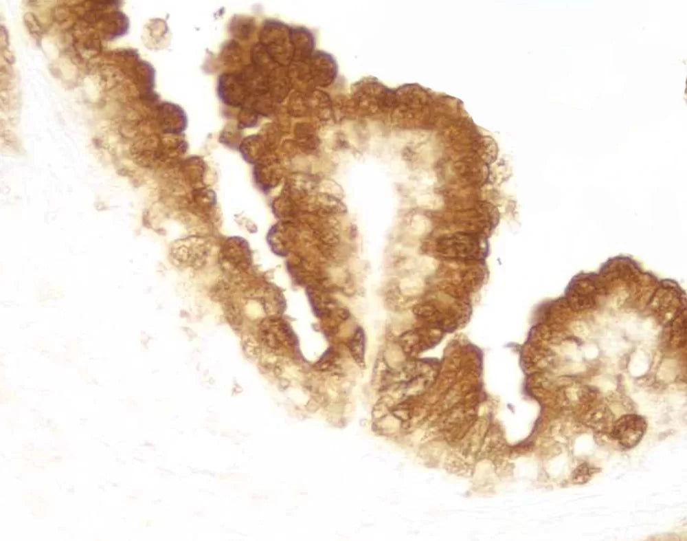 Image of VECTSK4100 - DAB Peroxidase (HRP) Substrate Kit (with Nickel), 3,3’-diaminobenzidine