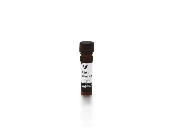 Image of VECTRL1062 - Ulex europaeus agglutinin I (UEA I), Rhodamine labeled