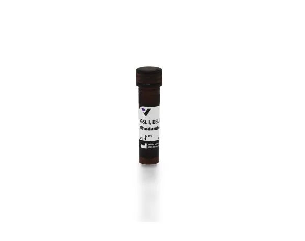 Image of VECTRL1102 - Griffonia (Bandeiraea) simplicifolia lectin I (GSL I, BSL I), Rhodamine labeled