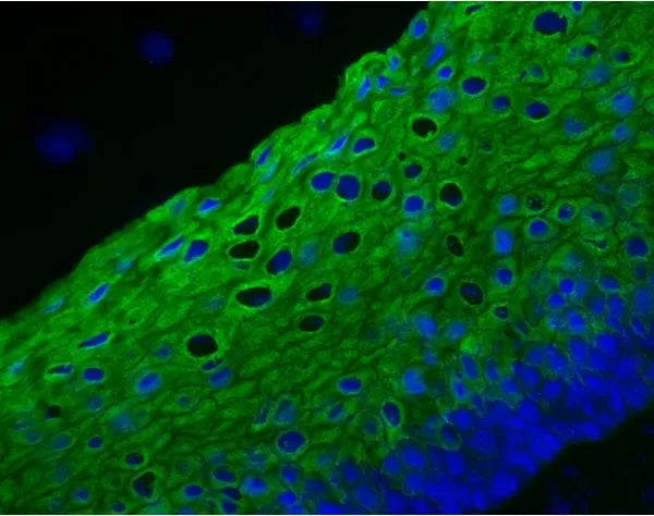 Image of VECTDK2488 - VectaFluor Excel R.T.U. Antibody Kit, DyLight 488, Anti-Mouse