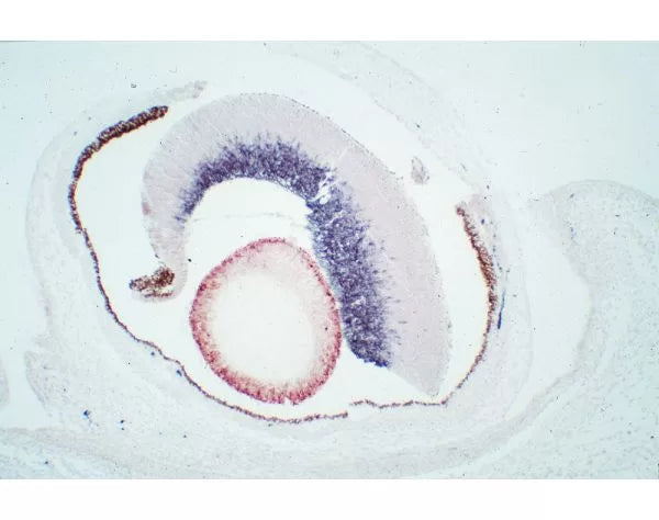 Image of VECTPK2200 - Vector M.O.M. Kit (Mouse-On-Mouse Immunodetection), Peroxidase