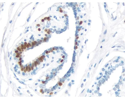 ImmPRESS Universal Antibody Kit, Peroxidase