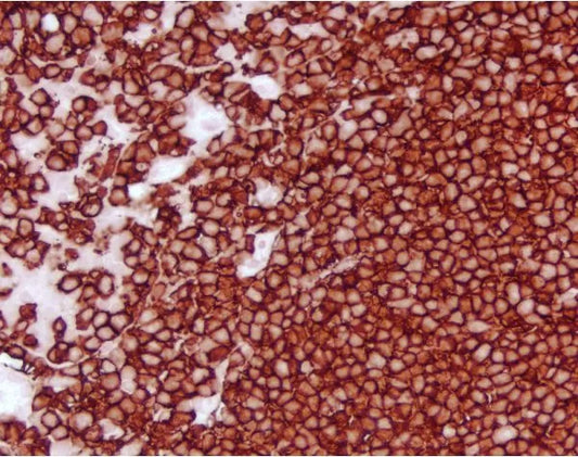 *Vector NovaRED Substrate Kit, Peroxidase