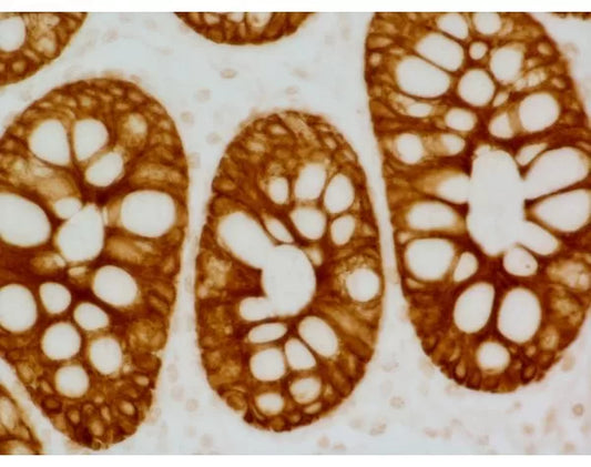 ImmPRESS Anti-Mouse IgG Reagent, made in goat, Peroxidase
