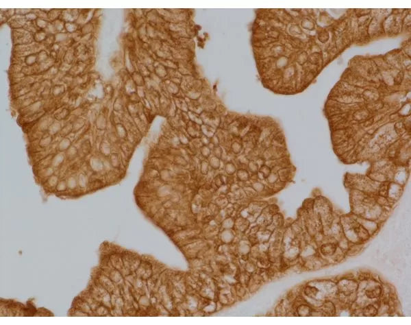 ImmPRESS Anti-Rabbit IgG Reagent, made in goat, Peroxidase