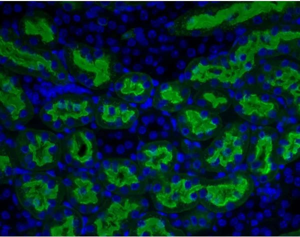 Aleuria Aurantia lectin (AAL), Fluorescein labeled