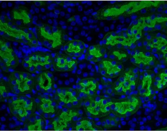 Aleuria Aurantia lectin (AAL), Fluorescein labeled