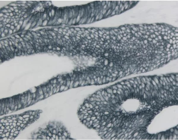 *Vector SG Substrate Kit , Peroxidase