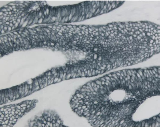 *Vector SG Substrate Kit , Peroxidase