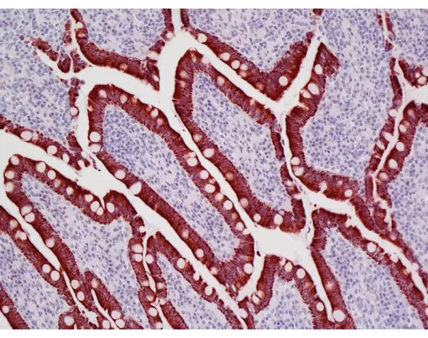 Image of VECTMP640215 - ImmPRESS VR Anti-Mouse IgG Reagent, made in horse, Peroxidase