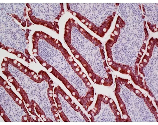 ImmPRESS VR Anti-Mouse IgG Reagent, made in horse, Peroxidase