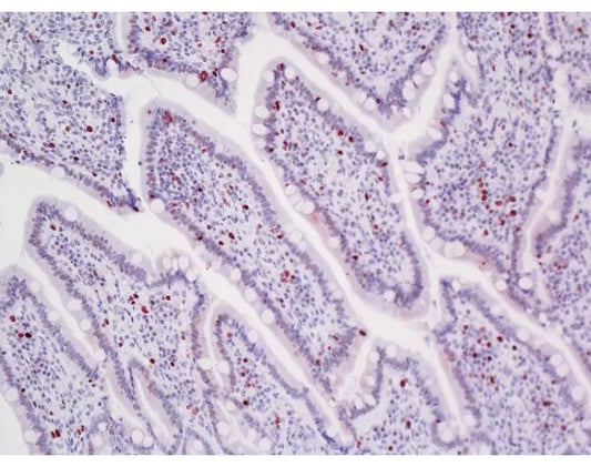 ImmPRESS VR Anti-Rabbit IgG Reagent, made in horse, Peroxidase