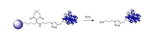 Dde Alkyne Agarose - 2 mL