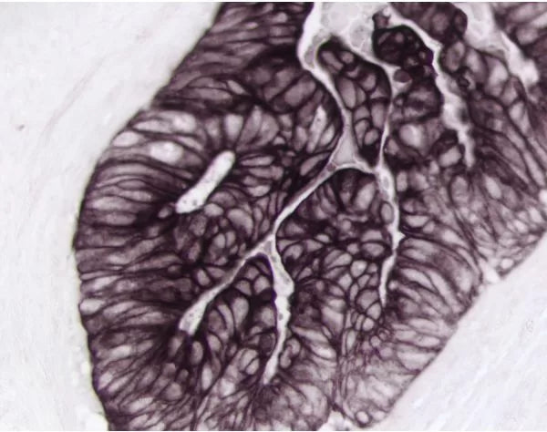 Image of VECTSK5200 - Vector Black Substrate Kit , Alkaline Phosphatase