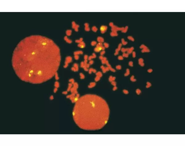 VECTASHIELD with Propidium Iodide – Chromatographic Specialties Inc.