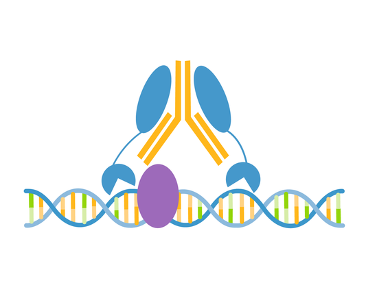 ***HA Tag CUTANA™ CUT&RUN Antibody