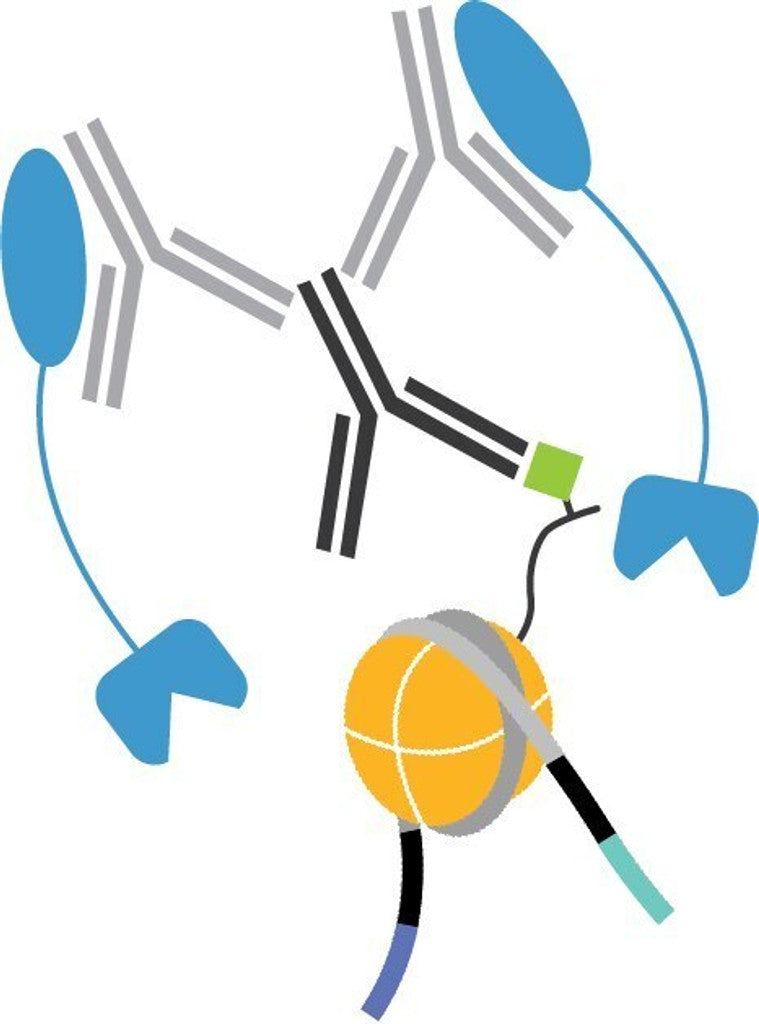 Image of EP130047 - Anti-Rabbit Secondary Antibody for CUTANA ChIC/CUT&Tag Workflows, 50 Reactions