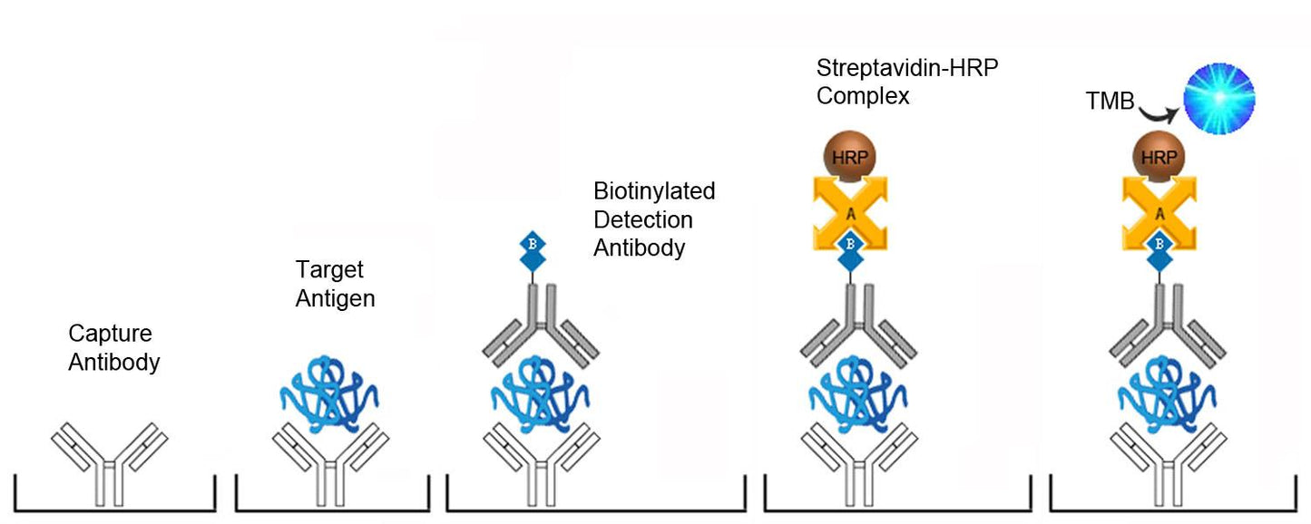 Human BMP7 Quantitative Sandwich ELISA Kit