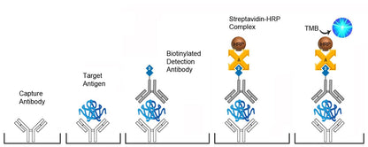 Human BMP7 Quantitative Sandwich ELISA Kit