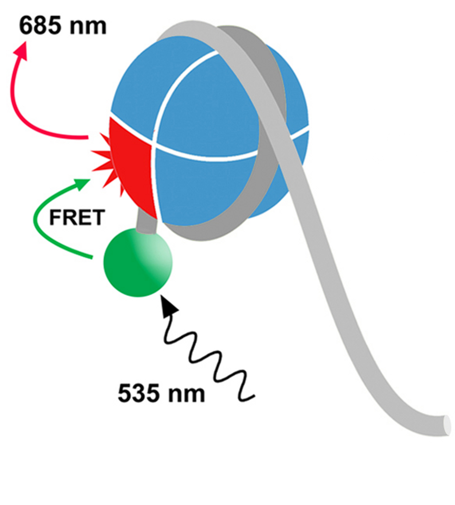 **EpiDyne-FRET Nucleosome Remodeling Assay Substrate