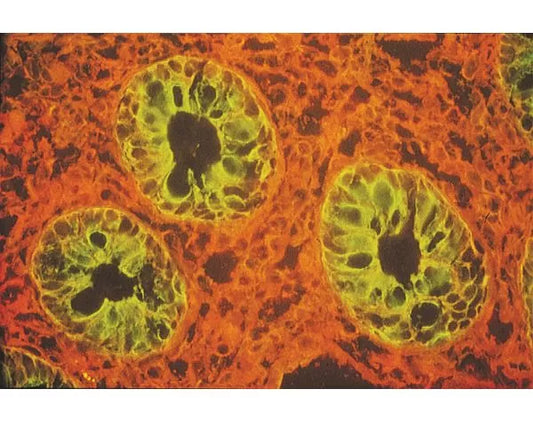 Lycopersicon esculentum lectin (LEL, TL), Fluorescein Labeled