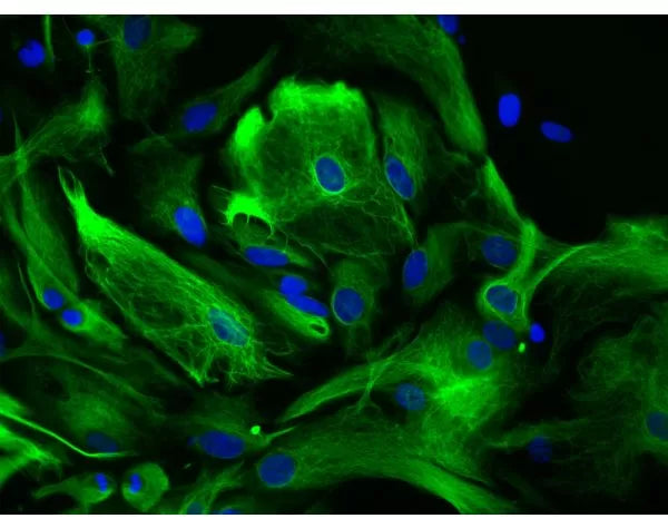 VECTASHIELD® HardSet™ Antifade Mounting Medium with DAPI