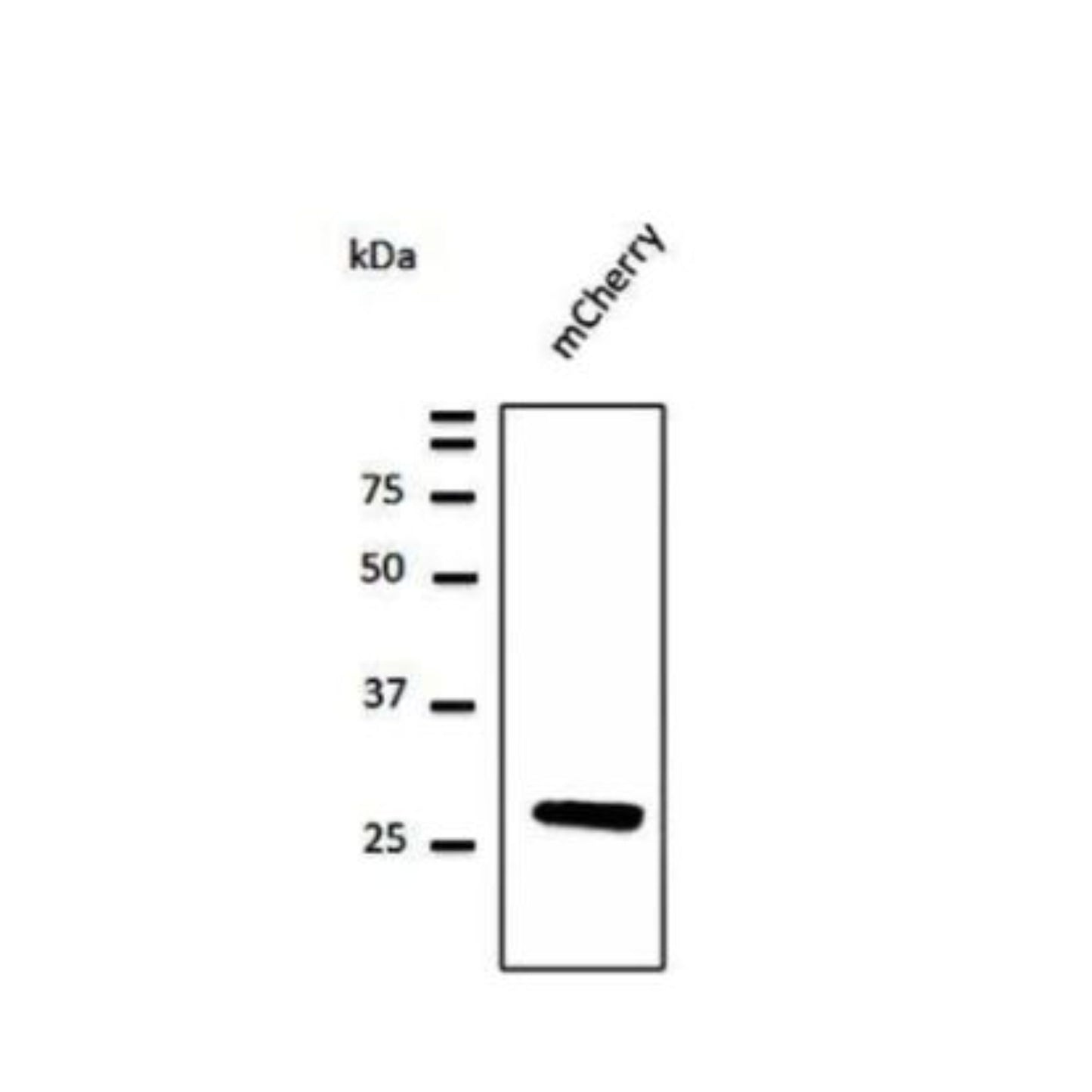 ***mCherry Antibody, 100 µg