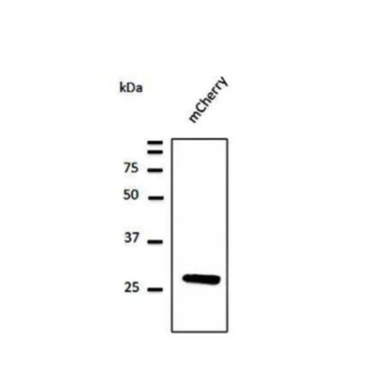 ***mCherry Antibody, 100 µg