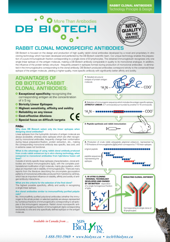 Advantages of DB Biotech Rabbit Clonal Antibodies