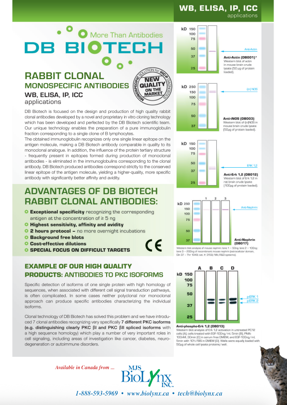Rabbit Clonal Monospecific Antibodies – WB, ELISA, IP, ICC Applications