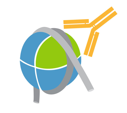 ***H3.3 Antibody, SNAP-Certified™ for CUT&RUN