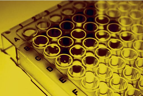 ***Immunotag™ Human BCKDHA ELISA Kit, 96-Well Plate