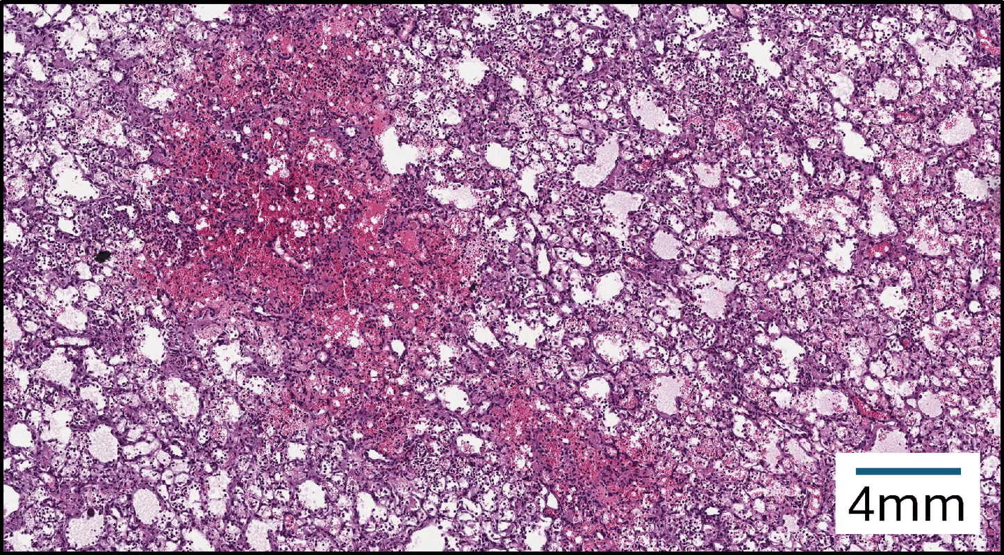 MPO cocktail, Mouse, mAb 6D1/6G4, 2 x 0.5 mg
