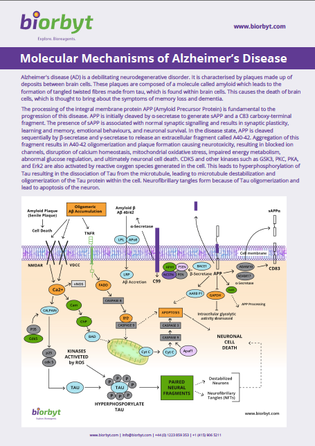 Molecular Mechanisms of Alzheimers Disease