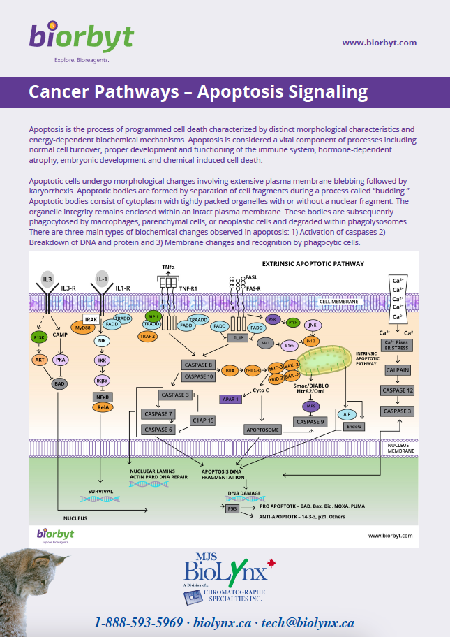 Cancer Pathways – Apoptosis Signaling