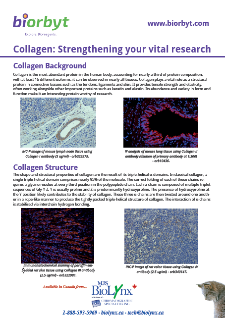 Collagen: Strengthening your vital research