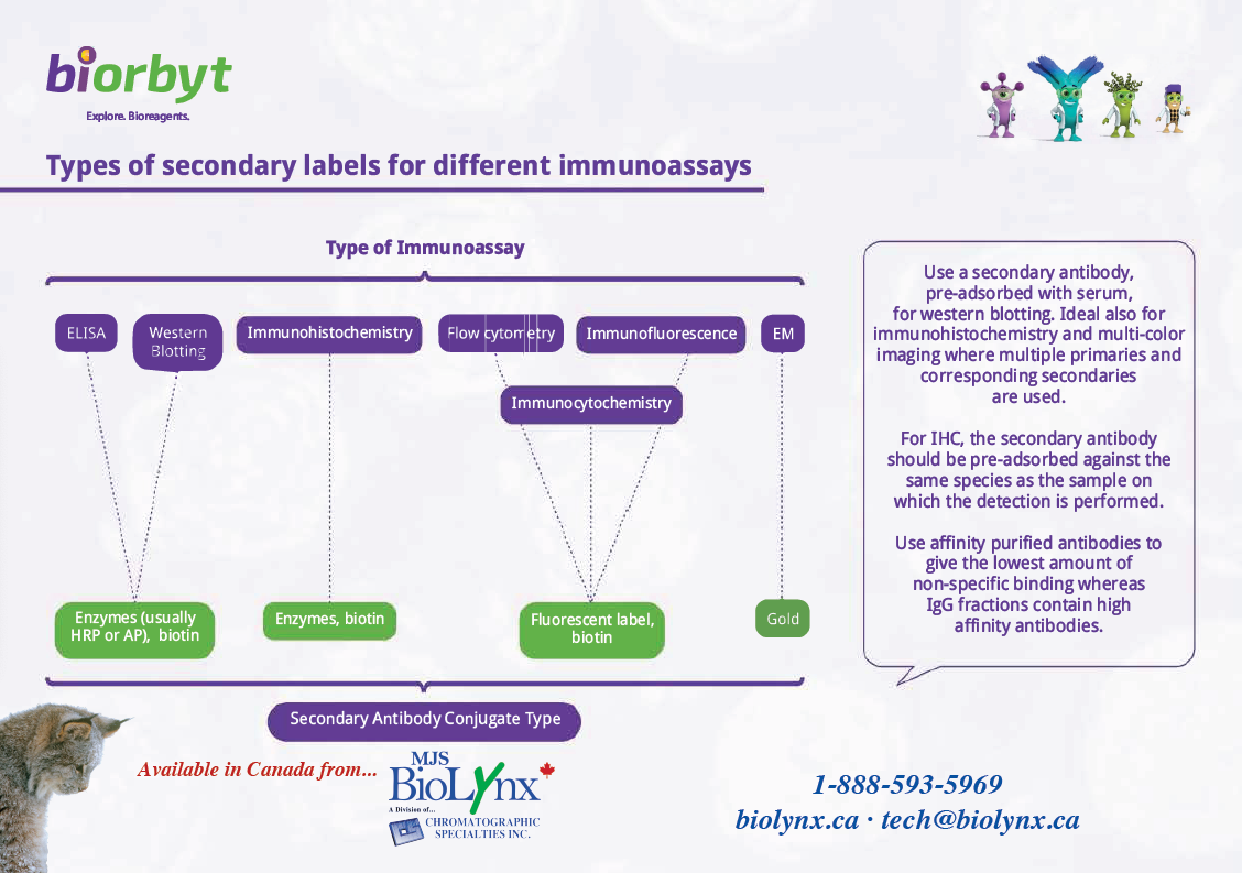 Types of secondary labels for different immunoassays