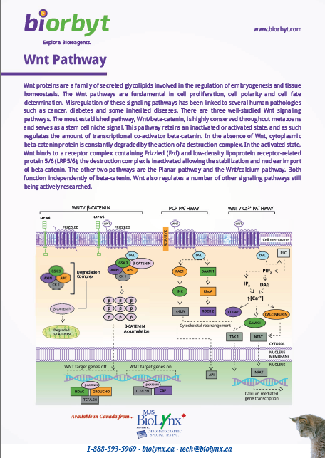 Wnt pathway