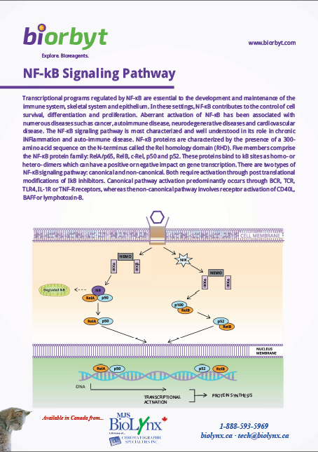 NF kB pathway